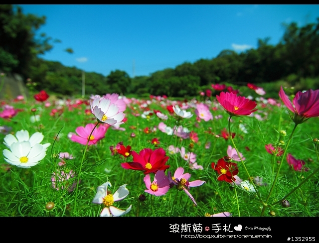 新竹-攝影景點分享~波斯菊花海不用跑到台中了!