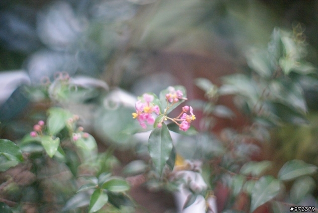 sony a33+Minolta超老鏡頭