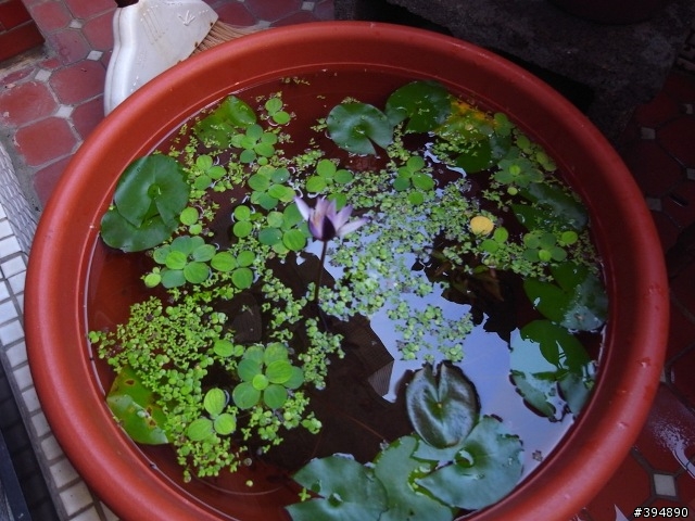 分享一下 我家的花花草草跟小魚兒