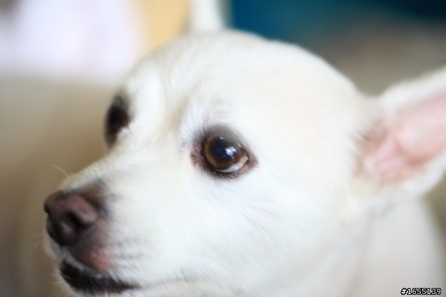 簡單開箱EF100mm F2.8L MACRO IS USM