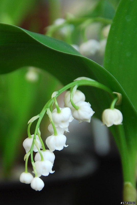 2010．關西．花見