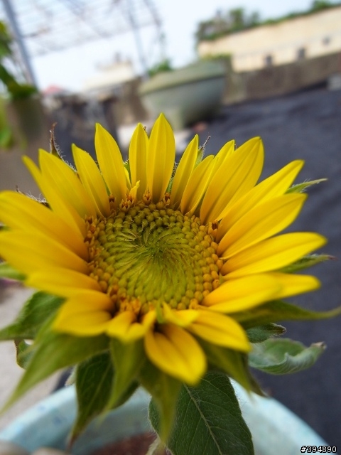 分享一下 我家的花花草草跟小魚兒