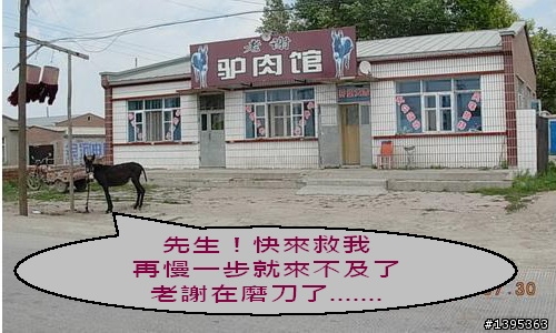 【2010神州之旅  】  北極村    TO   廈門