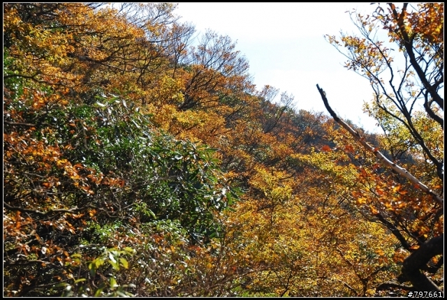 北插天山-多崖山-美麗的山毛櫸