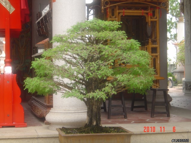 11月6日持法媽祖宮－西螺遊記