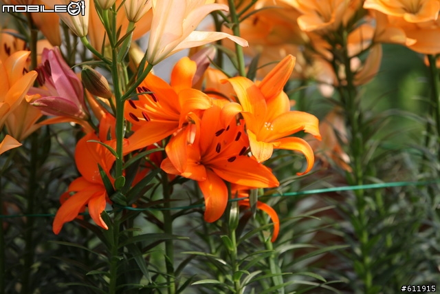 2010/11/09(二)逛花博