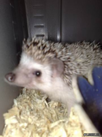 （桃園）想認養公刺蝟