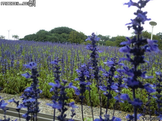 [分享]花博攻略第二篇-圓山+美術館區一日遊
