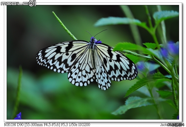 NIKON AF-S 55-300mm F/4.5-5.6G ED VR新手試拍照