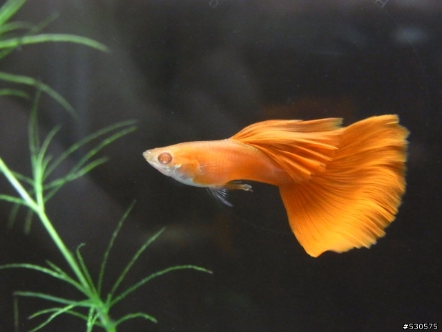 養了3星期的孔雀魚