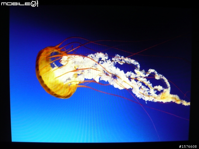 鋼琴質感再進化 ASUS ML248H 開箱分享