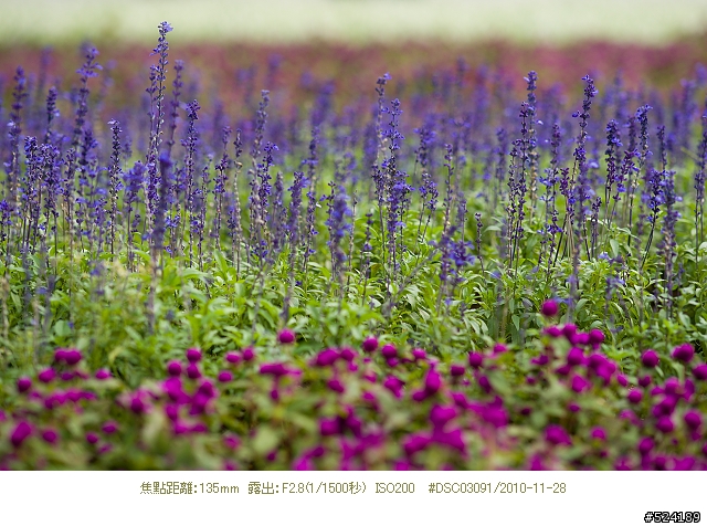 Alpha & Zeiss 臺北花博，圓山公園區