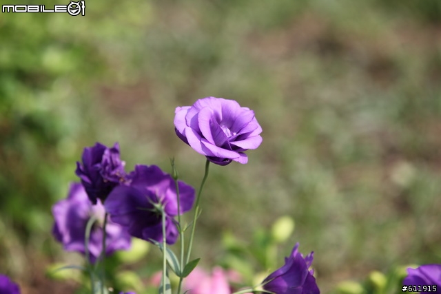 2010/11/09(二)逛花博