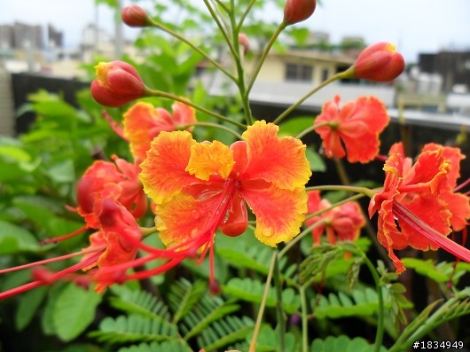 隨意種   .. 花園