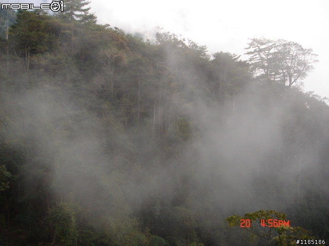 2010/11/20高雄至台中大雪山國家森林遊樂區隨心遊