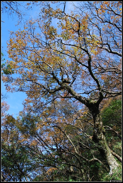 北插天山-多崖山-美麗的山毛櫸
