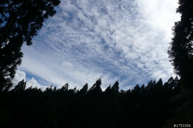 雪見攻略 雲海 雲瀑 樹林