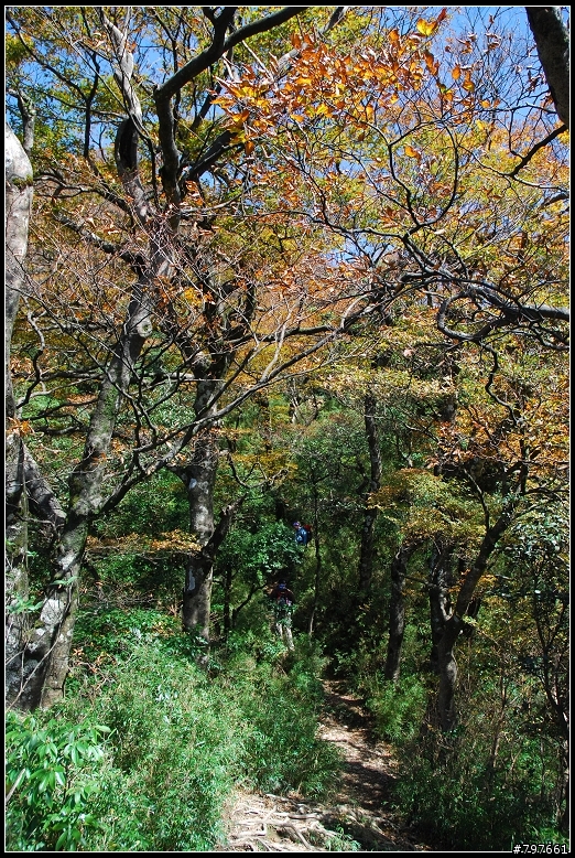 北插天山-多崖山-美麗的山毛櫸