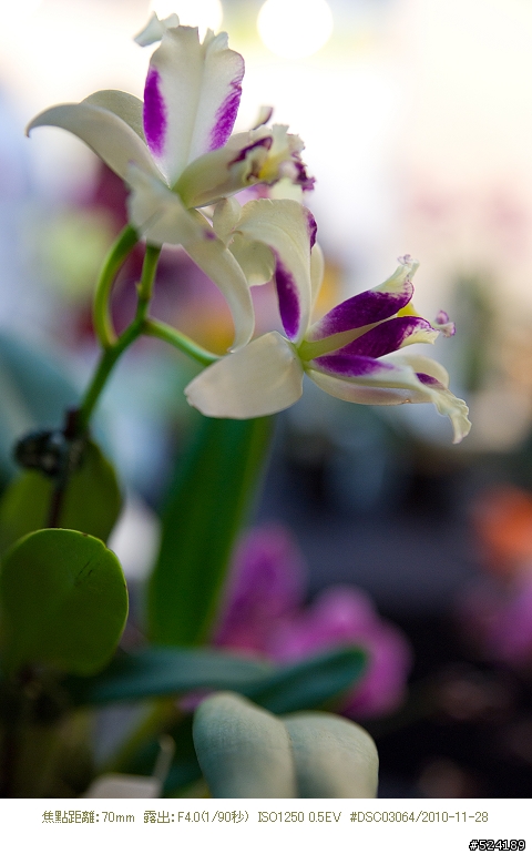 Alpha & Zeiss 臺北花博，圓山公園區