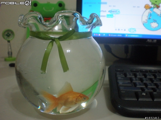 [提問]新手裸缸養金魚