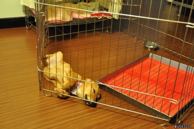 家中有了毛小孩後家中陳設的改變