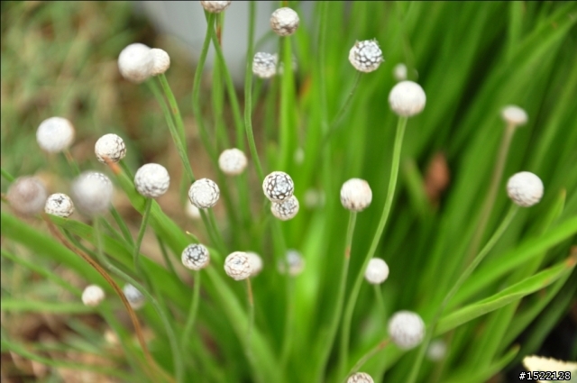 D90 獵攝花博