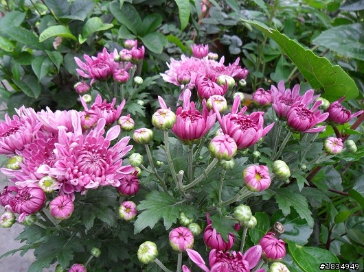 隨意種   .. 花園