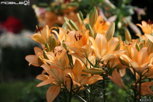 2010/11/09(二)逛花博