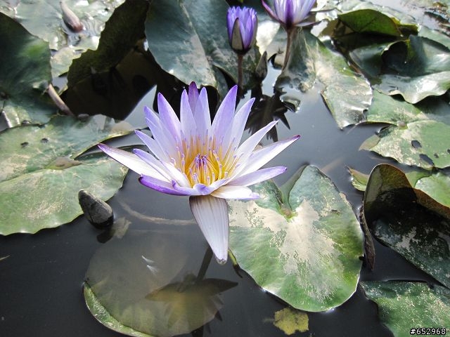 胖白  賞楓泡溫泉去