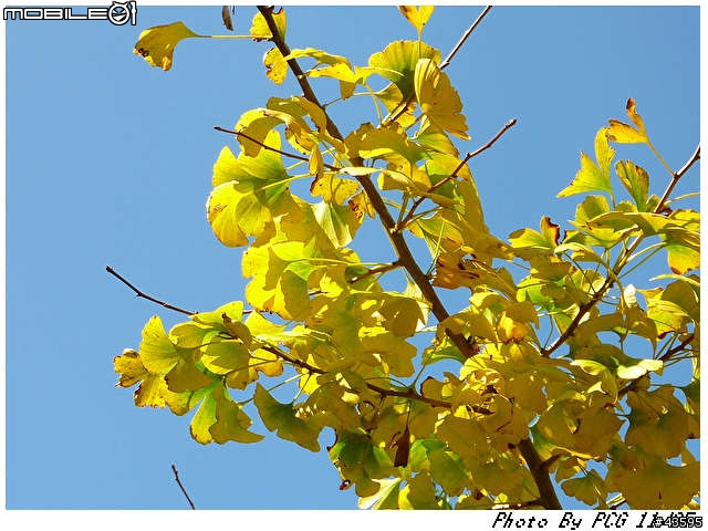 [10/11/25]-台南-合歡山台8線108K楓之谷-[16hr來回-485KM]