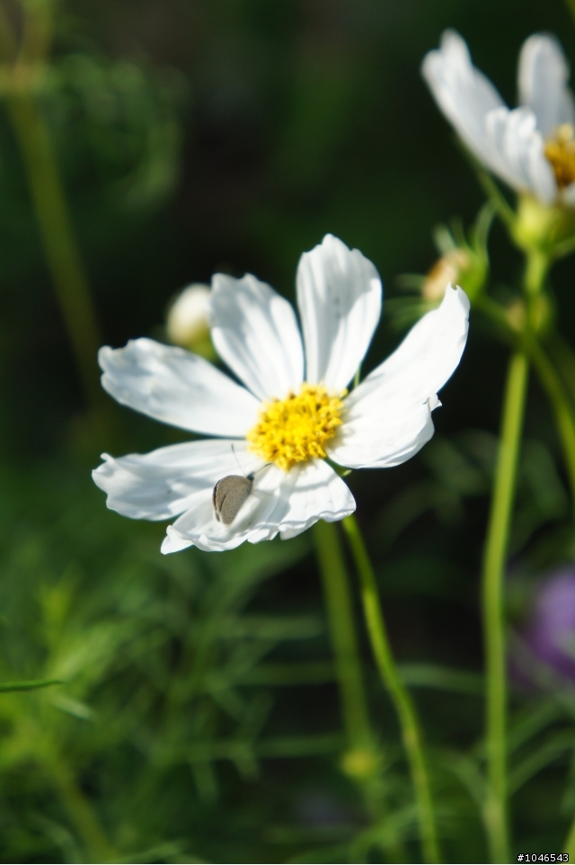 NEX 5 kit 18-55mm 打小花~