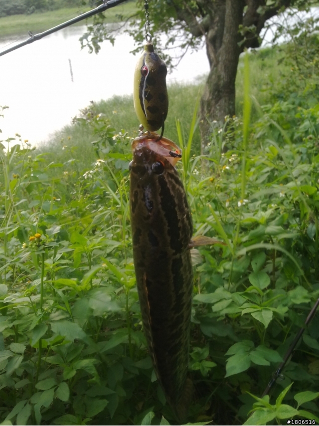 2010-11-04 龍潭大池開胡+野場雷魚