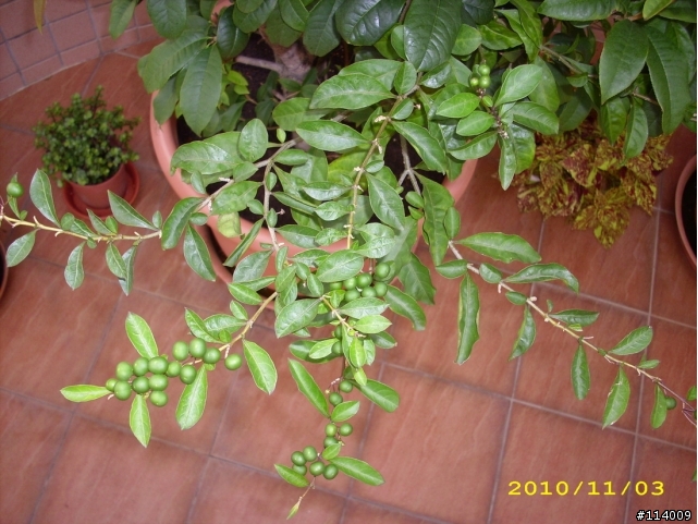 [問題]我家的桂花看起來好像是兩科不同的品種?
