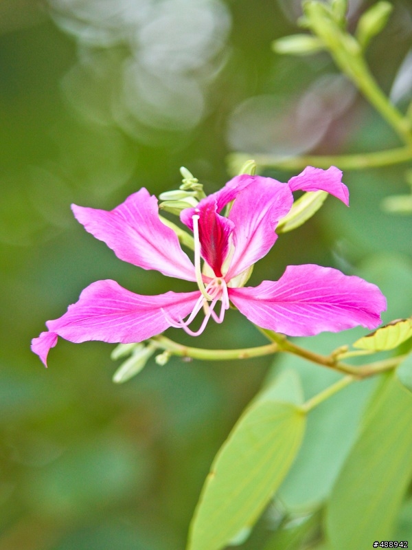 sigma 70-200mm f2.8 DG HSM 花卉拍攝討論