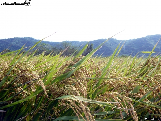 楓葉隧道-石門水庫