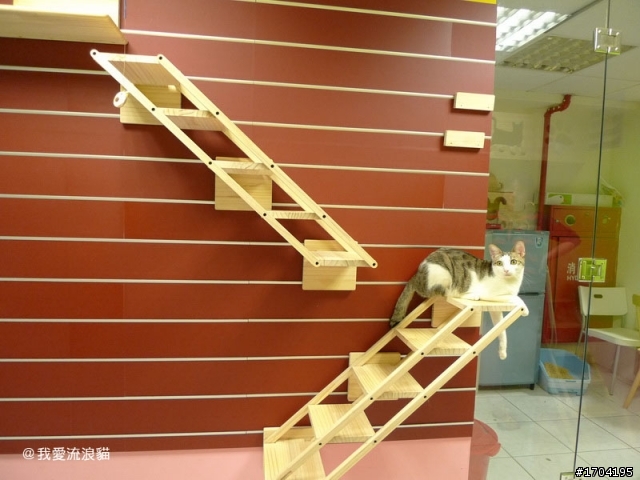 貓屋設計