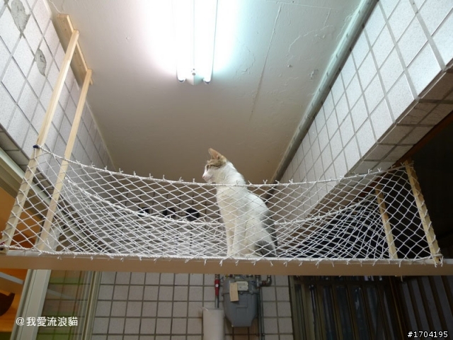 貓屋設計