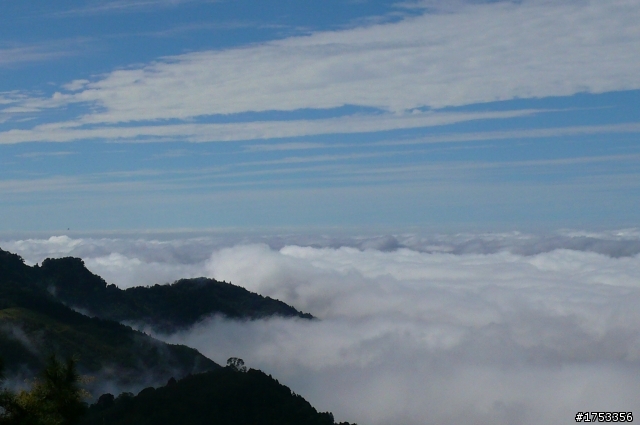 雪見攻略 雲海 雲瀑 樹林