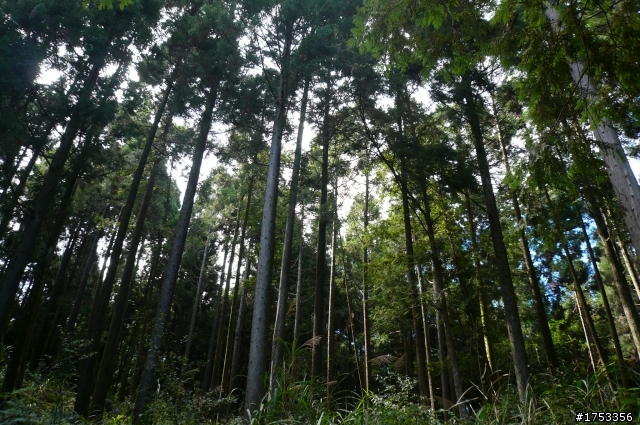 雪見攻略 雲海 雲瀑 樹林