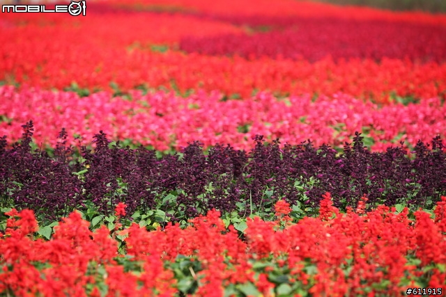 2010/11/09(二)逛花博