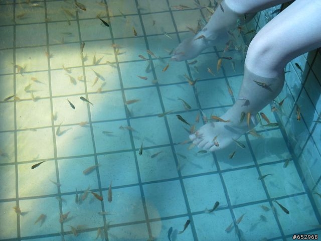 胖白  賞楓泡溫泉去