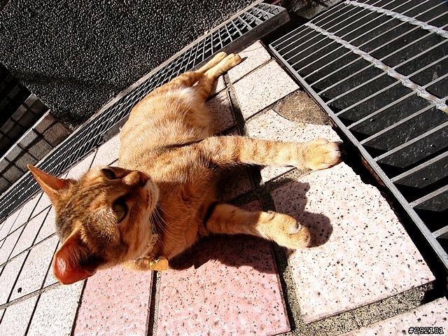 DC也辦的到~等距18mm超廣視野 Part II (GX100 + Nikon NH-WM75 )