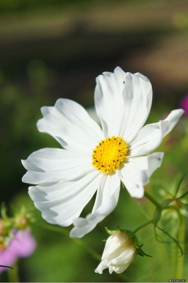 NEX 5 kit 18-55mm 打小花~