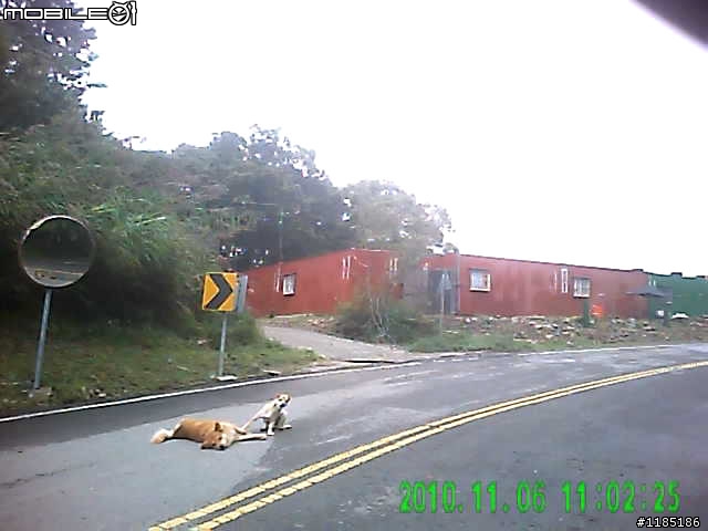 [路況]2010/11/06阿里山公路至新中橫公路