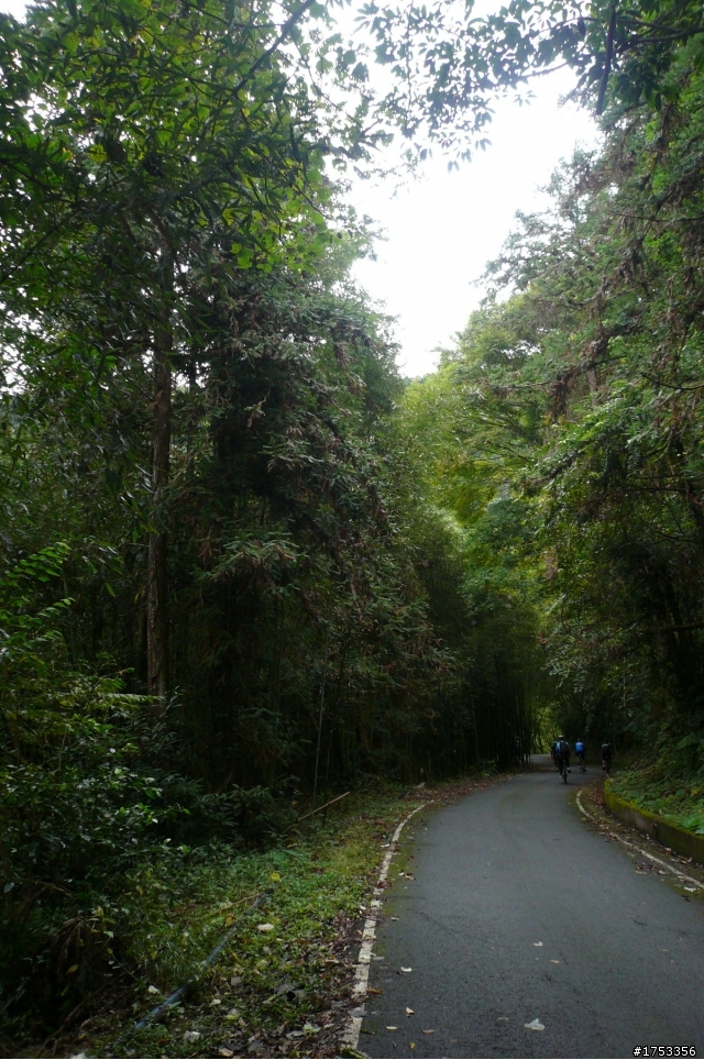 雪見攻略 雲海 雲瀑 樹林