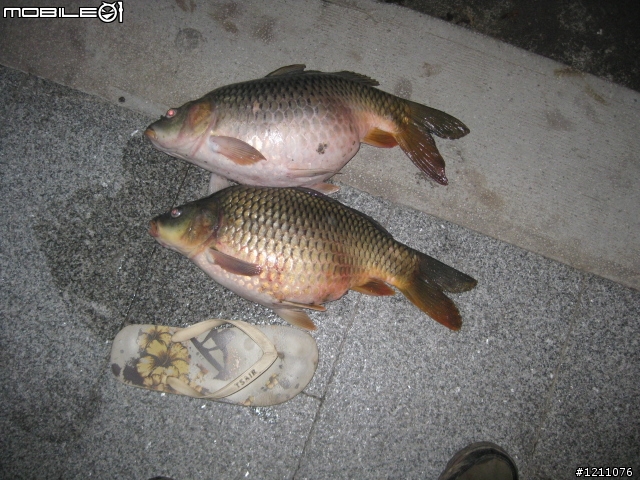 我收服鯉魚王了~