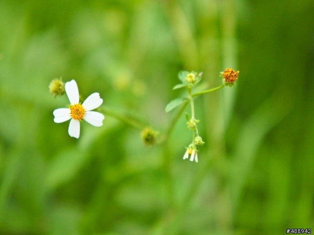 sigma 70-200mm f2.8 DG HSM 花卉拍攝討論