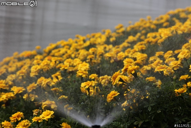 2010/11/09(二)逛花博