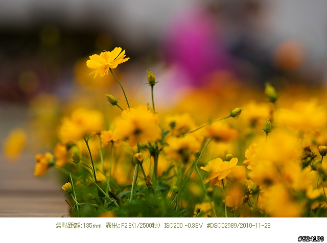 Alpha & Zeiss 臺北花博，圓山公園區