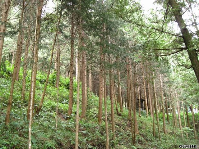 世外桃源的山中傳奇 ~ 小關山林道